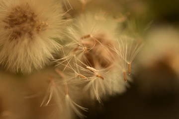 Beautiful weeds in the wind