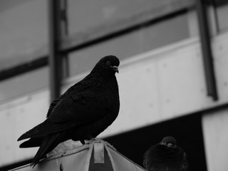 Black pigeon 