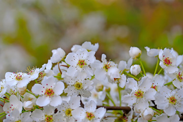 Blooming pear flowers in the garden