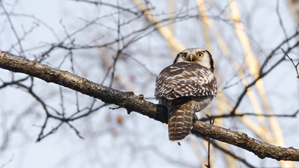 Hawk owl sitting on a branch. Soft focus. Selective focus. Blurred background.