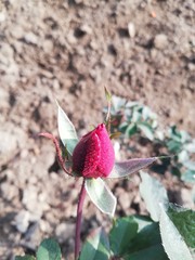 pink rose bud