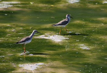 Two Lesser Yellowlegs (Tringa flavipes) wading in the shallows of Columbia lake in Waterloo, Ontario.