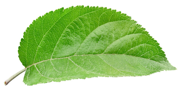 Apple leaves isolated on white