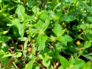 Close up green spermacoce exilis (borreria) in the nature with natural background. This plant is weeds. Flowers are white to very pale purple, formed in axillary clumps.
