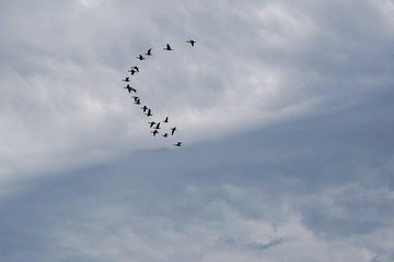 wild duck duck in cloudy sky, flock of birds flying south, horizontal photo
