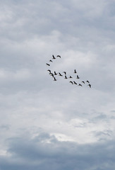 a flock of wild ducks geese flies south on a cloudy sky
