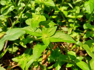 Close up green spermacoce exilis (borreria) in the nature with natural background.  This plant is weeds. Flowers are white to very pale purple, formed in axillary clumps.