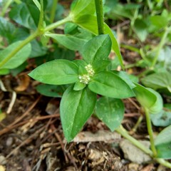 Close up green spermacoce exilis (borreria) in the nature with natural background.  This plant is weeds. Flowers are white to very pale purple, formed in axillary clumps.