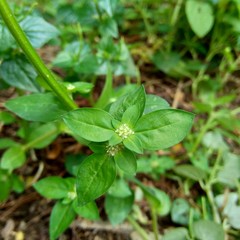 Close up green spermacoce exilis (borreria) in the nature with natural background.  This plant is weeds. Flowers are white to very pale purple, formed in axillary clumps.