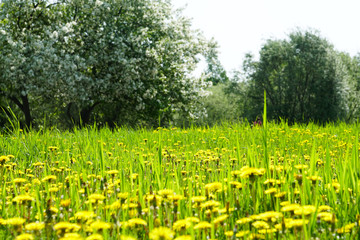 spring flowering, a meadow strewn with yellow dandelions, opposite flowering apple trees