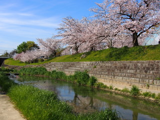 
水無瀬川の桜