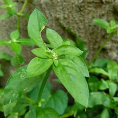 Close up green spermacoce exilis (borreria) in the nature with natural background.  This plant is weeds. Flowers are white to very pale purple, formed in axillary clumps.