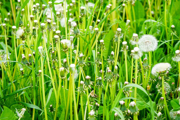 solid green summer background, white dandelions, furry hats and bare pistils, blown by the wind
