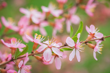 Flowering pink almonds in garden.