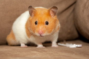 hamster 5