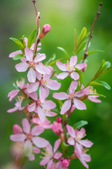 Flowering pink almonds in garden.