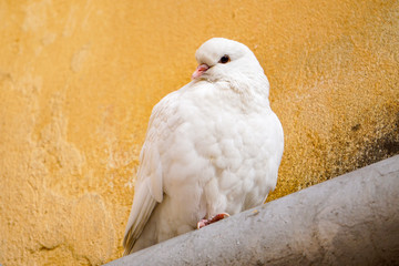 a white dove sits on a pipe, on a yellow brown background, a frozen bird of peace