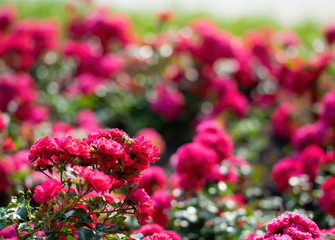 Red rose flower close up on a summer day. Red rose flower close up on a summer day.