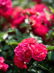 Red rose flower close up on a summer day. Red rose flower close up on a summer day.