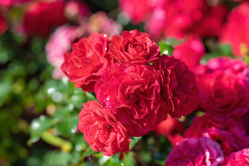 Red rose flower close up on a summer day. Red rose flower close up on a summer day.