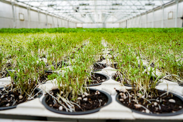 fresh sprouted greens in a large giant greenhouse, agricultural complex