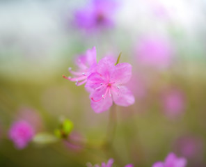 Fototapeta na wymiar Spring flowering pink almond closeup.