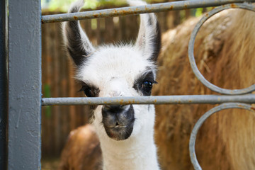 cute llama cub, black and white hair, large shiny black eyes, photo through the zoo lattice © Ольга Щербакова