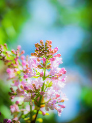 Branch of blossoming lilac on a sunny day