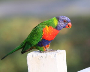 Rainbow Lorikeet on a post
