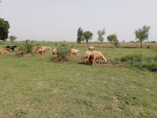 goats in a field