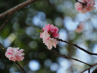 花桃
