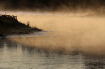 Obraz na płótnie Canvas Golden mist rises off the Conestogo River as a Great Blue Heron (Ardea herodias) waits patiently on the shore, shot just outside St. Jacobs, Ontario, Canada.