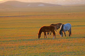 Many horses graze on the hillside in autumn