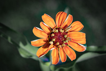 Blooming orange zinnia