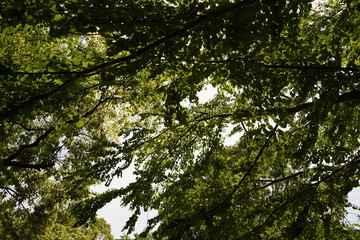 Obraz premium green leaves of a tree