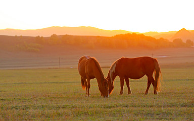 Many horses graze on the hillside in autumn