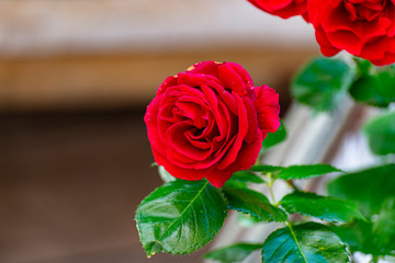 Beautiful, mature, red rose growing in a home garden, close up shot.
