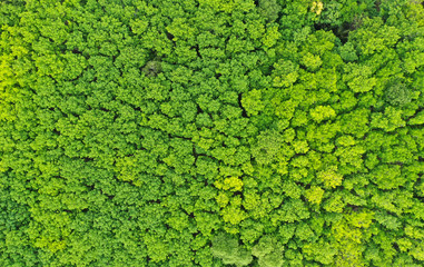 Aerial top view of summer green trees in forest background,Thailand