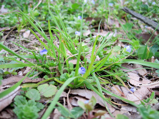 Veronica persica