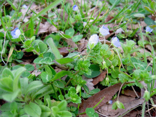 Veronica persica