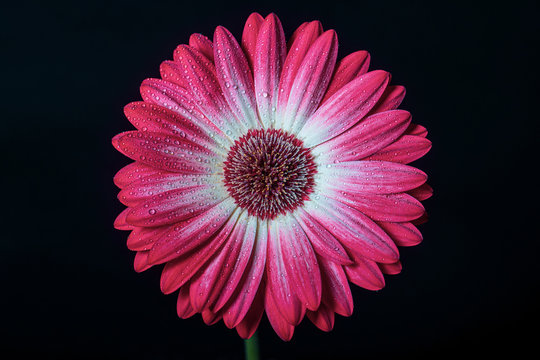 Colorful red gerbera daisy flower