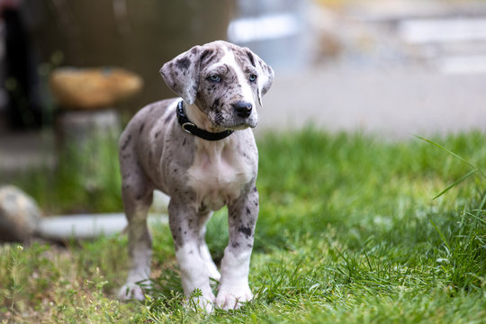 Gray Great Dane Puppy Dog