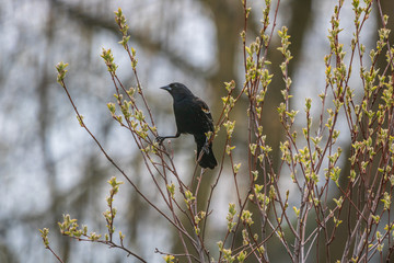 Red-winged blackbird perched in a serviceberry tree