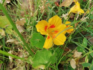 yellow flower