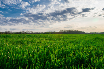 Spring green field and blue sky