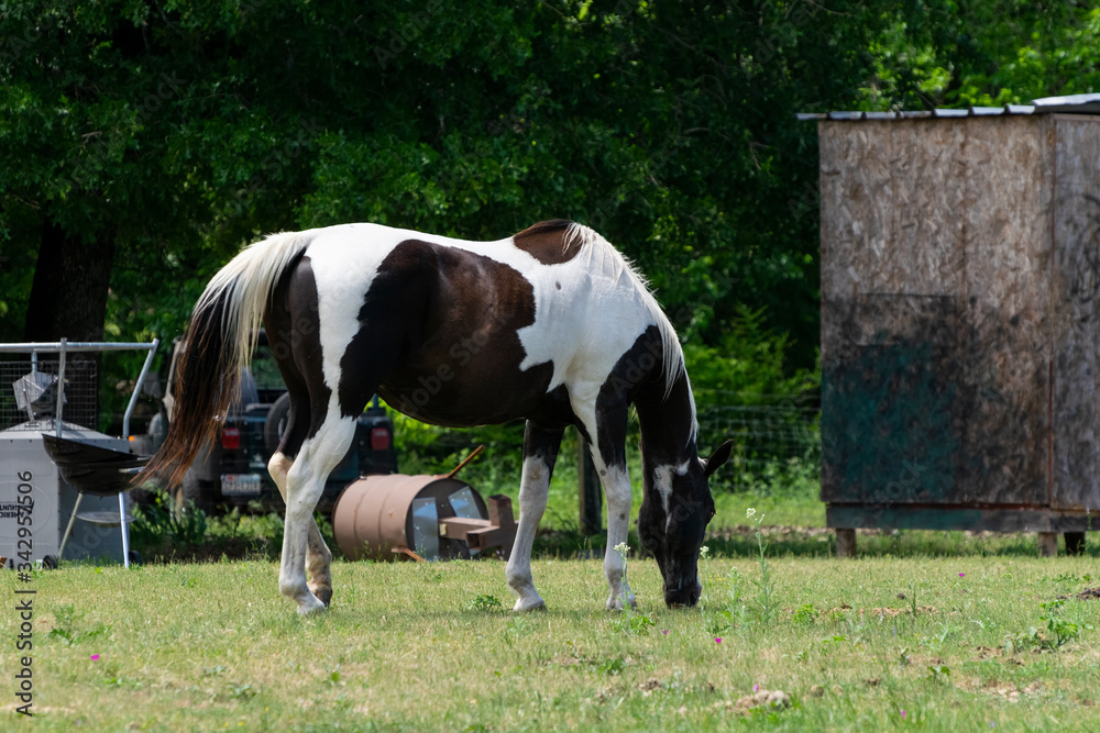 Wall mural Brown and white paint horse grazing