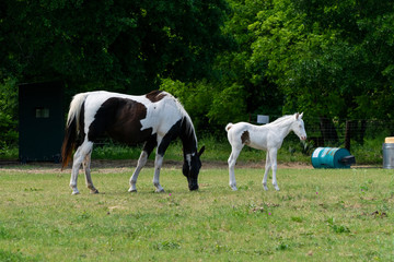 Obraz na płótnie Canvas Paint horse mare and while colt