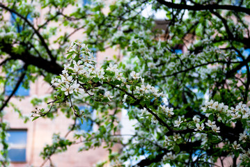 Cherry blossoms in the city