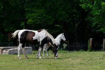 Paint horse mare and while foal