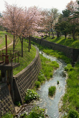 川沿いの桜並木